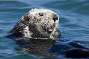 California Sea Otter (Enhydra lutris) grooms its fur - Moss Landing, California