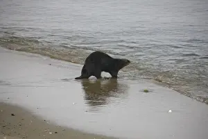 Images Dated 29th March 2008: California Sea Otter (Enhydra lutris) walks back into the ocean from dry land - Moss Landing