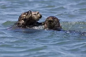 Images Dated 9th April 2008: California Sea Otter Fends Off A Male Protecting Her Pup (Enhydra lutris) - Moss Landing