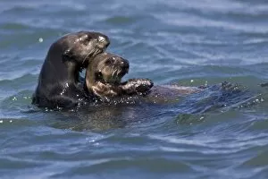 Images Dated 9th April 2008: California Sea Otter and Pup (Enhydra lutris) - Moss Landing, California
