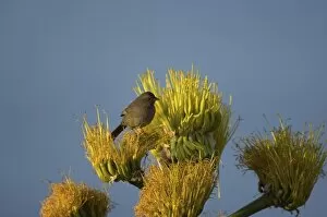 Images Dated 10th February 2006: California towhee, Pipilo crissalis, perched on desert wildflowers at La Bufadora