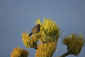 Images Dated 10th February 2006: California towhee, Pipilo crissalis, perched on desert wildflowers at La Bufadora