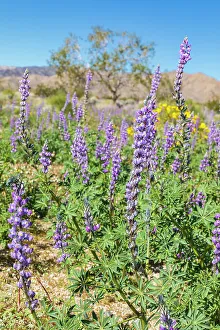 Lupine Prints: California, USA. Blooming Arizona Lupines in Joshua Tree National Park