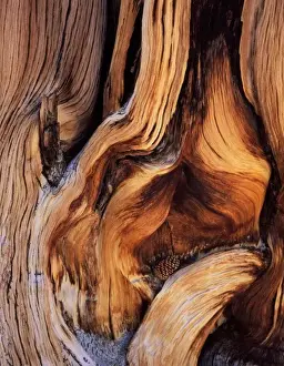 Graphic Prints: California. USA. Bristlecone pine cone & contorted trunk of ancient bristlecone pine