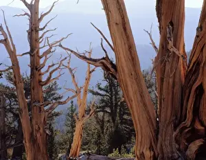Alike Prints: California. USA. Bristlecone pine snags & living trees (Pinus longaeva). Patriarch Grove