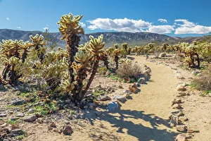 Pathway Prints: California, USA. Cholla cactus along a hiking trail in Joshua Tree National Park