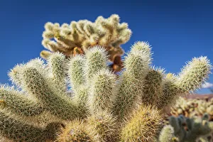 Images Dated 6th September 2023: California, USA. Cholla cactus in Joshua Tree National Park
