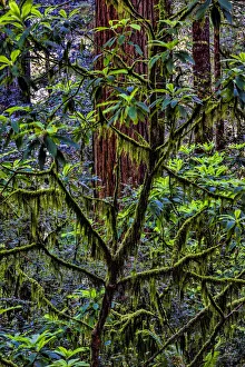 Crescent City Prints: California, USA, Jedediah Smith Redwoods State Park, Redwoods National Park