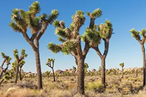 Joshua Tree Prints: California, USA. Joshua Trees in Joshua Tree National Park