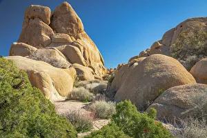 Landform Prints: California, USA. Junipers and rock formations in Joshua Tree National Park