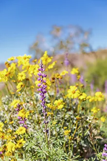 Brittlebush Prints: California, USA. Lupines and Brittlebush flowers in Joshua Tree National Park