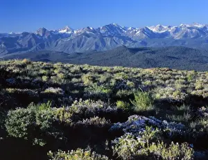 Foothill Prints: California. USA. Phlox in bloom at summit of Lookout Mountain. Sierra Nevada in distance