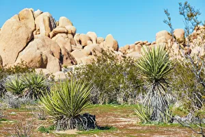 Landform Prints: California, USA. Yucca plants and rock formations in Joshua Tree National Park