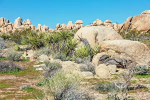 Images Dated 6th September 2023: California, USA. Yucca plants and rock formations in Joshua Tree National Park