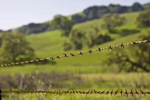 Images Dated 31st March 2007: California Valley Oaks (Quercus lobata) behind a barb wire fence