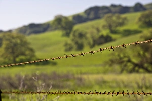 Images Dated 31st March 2007: California Valley Oaks (Quercus lobata) behind a barb wire fence