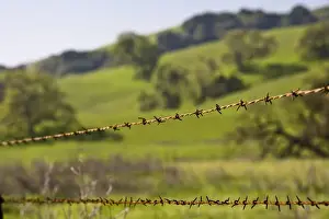 Jim Goldstein Prints: California Valley Oaks (Quercus lobata) behind a barb wire fence