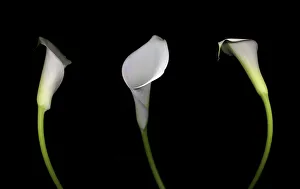 Calla Lily