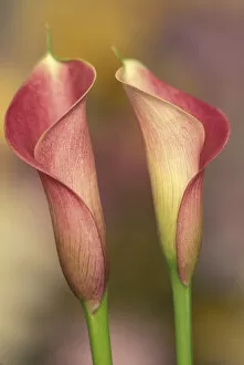 Images Dated 23rd February 2004: Calla lily (Araceae spp. )
