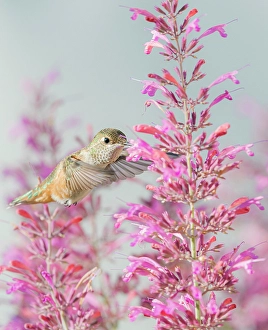 Hummingbird Prints: Calliope hummingbird feeding on agastache flowers, New Mexico
