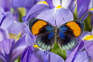 Images Dated 16th September 2019: Callithea sapphira on blue Dutch iris