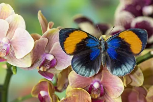 Images Dated 16th September 2019: Callithea sapphira on grouping of orchids