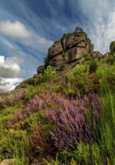 Creek Prints: Calluna flowers and granite boulders in Geres National Park in Portugal