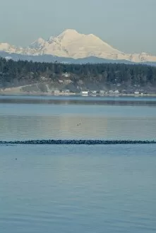 Images Dated 31st January 2007: Calm Penn Cove of Whidbey Island with Mt Baker beyond. Raft of Surf Scoters (Melanitta