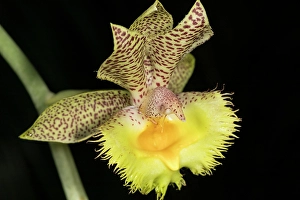 Prints of Calochilus, commonly known as beard orchids, is a genus of about 30 species of plants in the orchid family, mostly from Australia and New Zealand Images Dated 2024 November: Calochilus, commonly known as beard orchids