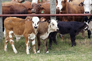 Live Stock Prints: Calves separated from cows during round-up, Seadrift, TX