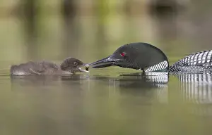 Parent Prints: Camada, British Columbia. A Common Loon (Gavia Immer) offers an aquatic insect to