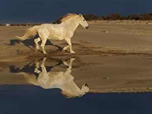 Grace Prints: Camarge horses and reflection, southern France