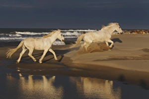 Images Dated 15th April 2012: Camarge horses and reflection, southern France