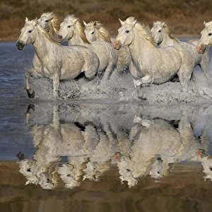 Images Dated 17th April 2012: Camarge horses and reflection, southern France