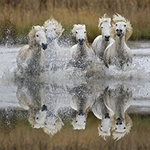 Camarge horses and reflection, southern France
