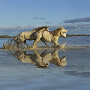 Images Dated 23rd April 2012: Camarge horses and reflection, southern France