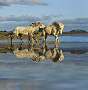 Images Dated 23rd April 2012: Camarge horses and reflection, southern France