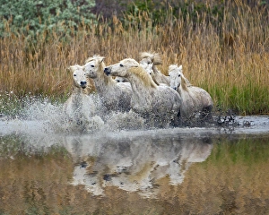 Images Dated 23rd April 2012: Camarge horses and reflection, southern France
