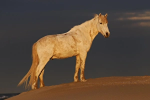 Images Dated 15th April 2012: Camargue Horse on beach at sunrise, southern, France