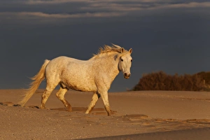 Grace Prints: Camargue Horse on beach at sunrise, southern, France