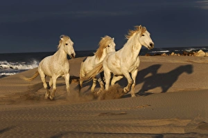 Images Dated 15th April 2012: Camargue Horse on beach at sunrise, southern, France