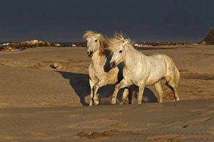 Images Dated 15th April 2012: Camargue Horse on beach at sunrise, southern, France