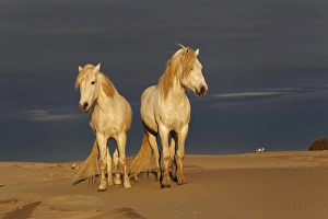 Images Dated 15th April 2012: Camargue Horse on beach at sunrise, southern, France
