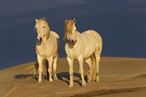 Images Dated 15th April 2012: Camargue Horse on beach at sunrise, southern, France