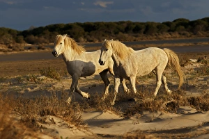 Images Dated 15th April 2012: Camargue Horse on beach at sunrise, southern, France