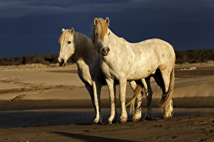Images Dated 15th April 2012: Camargue Horse on beach at sunrise, southern, France