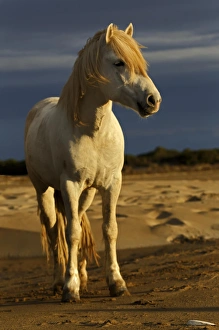 Images Dated 15th April 2012: Camargue Horse on beach at sunrise, southern, France