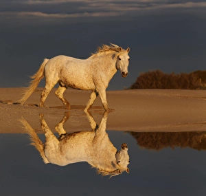 Images Dated 15th April 2012: Camargue Horse on beach at sunrise, southern, France