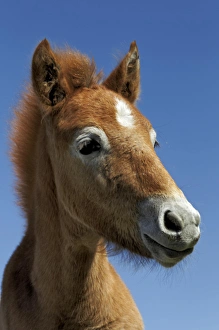 Foal Prints: Camargue horse foal, born dark and turn white with age, Camargue region of southern