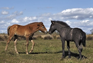 Images Dated 18th April 2012: Camargue horse foal, born dark and turn white with age, Camargue region of southern